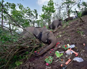 Блискавка вбила стадо з 18 слонів