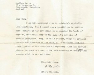 Обнаружили неизвестное письмо Эйнштейна о пчелах