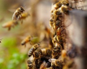 Бджіл, які &quot;ожили&quot; на Укрпошті, відмовляються забирати