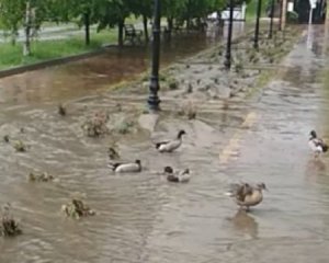 Злива перетворила центр міста на річку: туди ринули пернаті &quot;пожильці&quot;