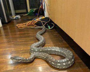 До будинку залізла 3-метрова змія