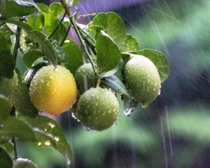 С какой погодой начнется лето: синоптики сказали, где похолодает