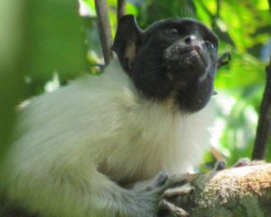 Обезьяны меняют "язык" под давлением общества