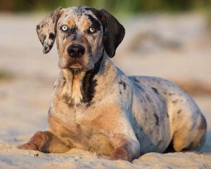 Собака научилась останавливать приступы эпилепсии другого пса: трогательное видео