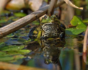 В Україні живе їстівна жаба. Де саме