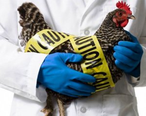 Людина вперше захворіла на пташиний грип - подробиці