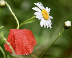 Літо нас ще "поморозить" - синоптик назвала день, коли закінчаться холоди