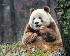 У мережі вперше показали єдину у світі коричневу панду