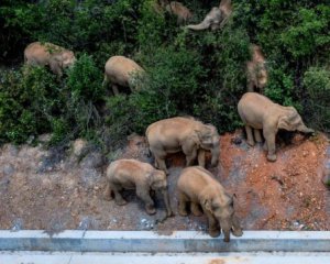Стадо слонов прошло 500 км. Стоят возле города-миллионника