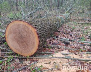 Викрили злочинців, які вирубували дерева в заповіднику