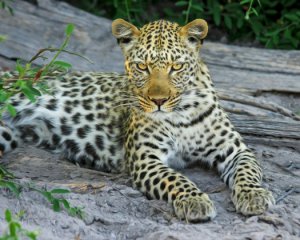 Леопард напав на 5-річну дитину і вбив її