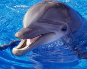 Ребенка укусил дельфин - мать сняла это на видео