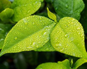 Грози і град облюбували Україну: де погіршиться погода