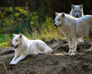 Показали забавные развлечения волчат из парка дикой природы