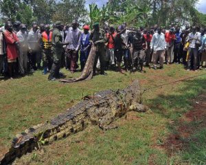 Крокодил съел более 80 человек