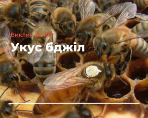 Чоловіка до смерті закусали бджоли