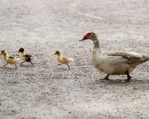 Водій джипа розчавив каченят, які переходили дорогу із сім&#039;єю