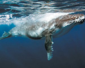 В голове не укладывается: кит выплюнул живого человека