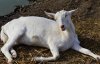 Отдыхающие в шоке: иностранцы убивали коз посреди украинского пляжа