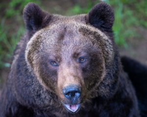 Впервые за 100 лет медведь загрыз человека