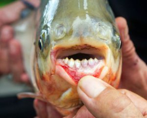 У водах Європи спіймали зубату рибу - родичку піраньї