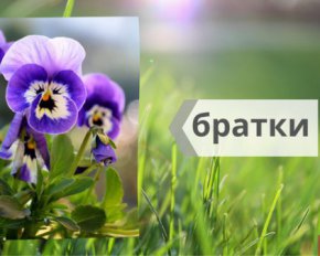 Братчики и косарик - как по-украински правильно назвать цветы