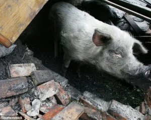 Оплакивают свинью, которая выжила после 36 дней под завалами