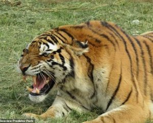 Тигр перелез почти четырёхметровый забор и убил работника