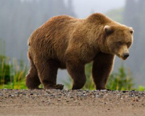 Медведь напал на четырех человек и заблокировал работу аэропорта