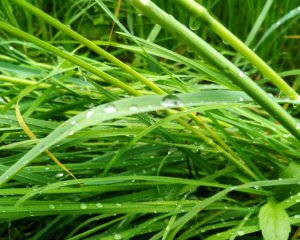 Прикмети 20 червня: що категорично не можна робити на Трійцю