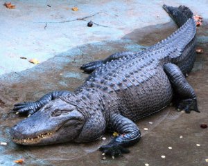 Самый старый аллигатор в мире отметил юбилей