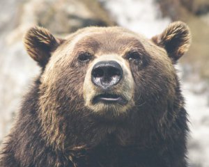 Ведмідь напав на туристичну групу. Серед жертв - 16-річний