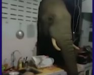 Слон ночью вломился к женщине на кухню: момент попал на видео