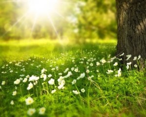 Прикмети і традиції 24 червня: сьогодні по траві качається нечиста сила