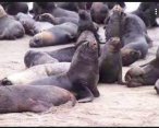 Более 300 морских львов захватили побережье