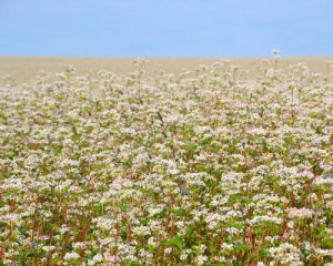 Народні прикмети 27 червня. Яка подія віщуватиме про місяць негоди