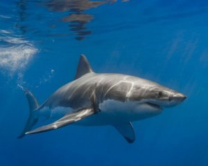 В Красном море акула изувечила парапланериста