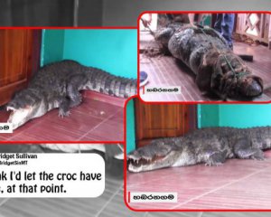 Крокодил навел ужас - залез в дом и нападал на людей