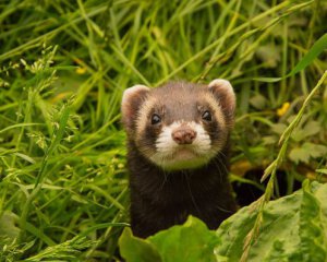 Тхір-віщун спрогнозував переможця у матчі Україна-Англія