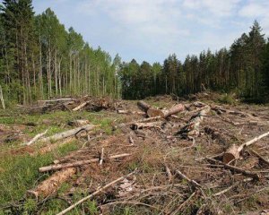 На Київщині намагалися вкрасти лісу на 100 млн грн