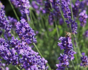 В Україні пануватиме мінлива погода