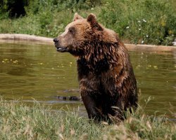 Медведь напал на туристический кемпинг: хищник разодрал женщину