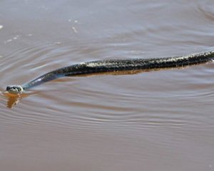 Отдыхающих на морях и озерах атакуют змеи и скорпионы