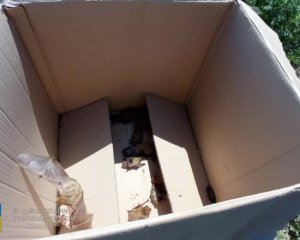 Понад 150 кажанів поселилися на балконі квартири