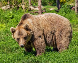 У США застрелили ведмедя, який загриз туристку в наметовому містечку