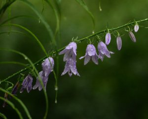 Июльская жара будет чередоваться с грозами: где ждать непогоды