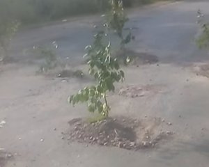 Дырявая дорога в Киевской области "проросла" вишнями