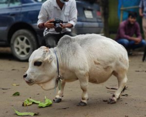 Знайшли найменшу корову у світі