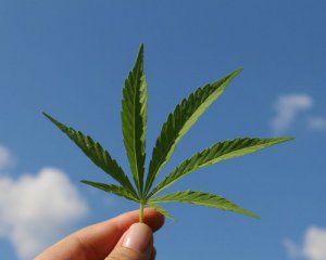 Легализация марихуаны: в Раде говорят, есть голоса &quot;за&quot;