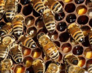 Агрессивные пчелы до смерти искусали мужчину
